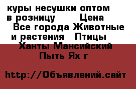 куры несушки.оптом 170 в розницу 200 › Цена ­ 200 - Все города Животные и растения » Птицы   . Ханты-Мансийский,Пыть-Ях г.
